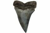 2.4" Fossil Broad-Toothed "Mako" Tooth - South Carolina - #202041-1